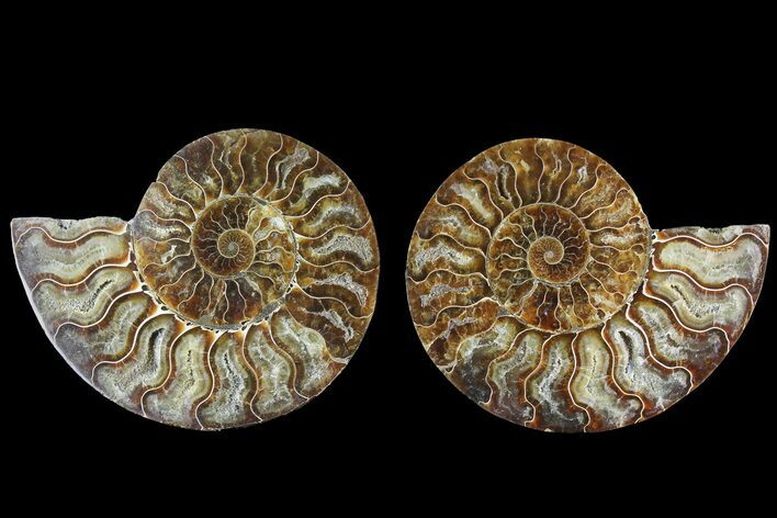 Agate Replaced Ammonite Fossil - Madagascar #169008